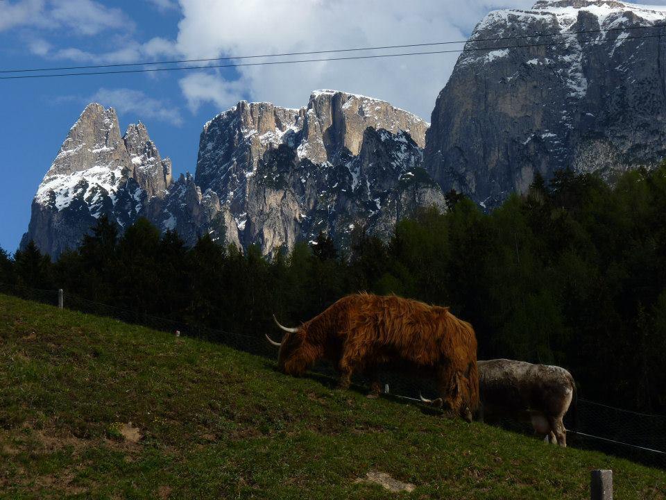 Gasthof Albergo Kreuzwirt Fiè Dış mekan fotoğraf
